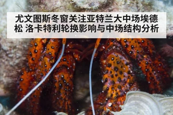 尤文图斯冬窗关注亚特兰大中场埃德松 洛卡特利轮换影响与中场结构分析
